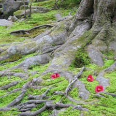 2016-11-13 Tending to Our Lives