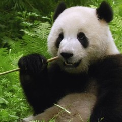 Panda Feat Storyz