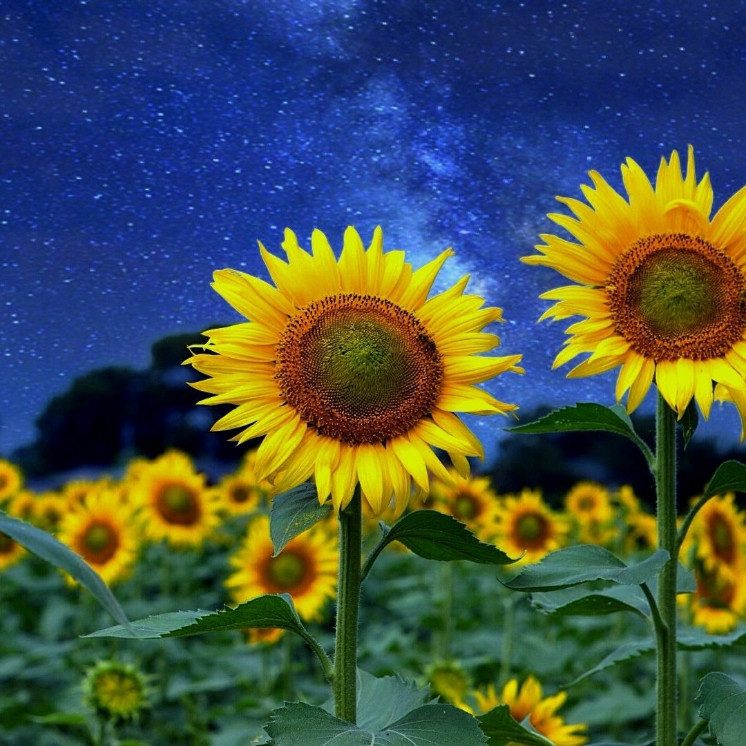 Stream 夜の向日葵 [ﾋﾟｱﾉｿﾛ]/ Yoru No Himawari [Piano Solo] by