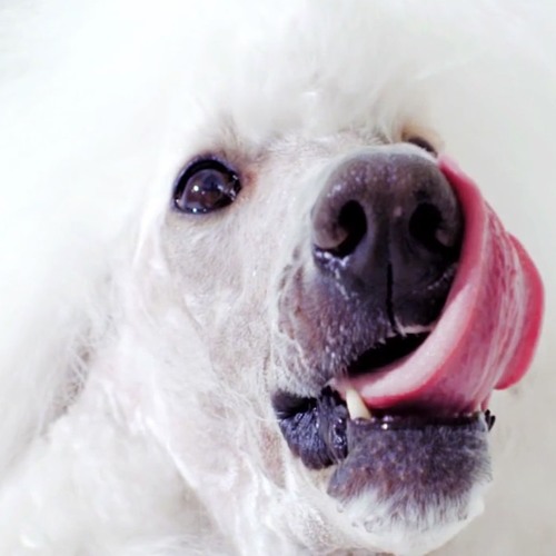 tik〇g〇病気の feat ∆ywee th∆ Seed - sUper nOv∆