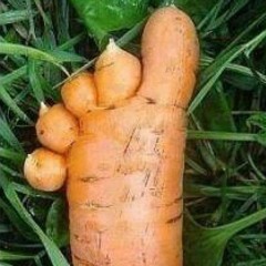 L'homme qui mangeait juste des carottes