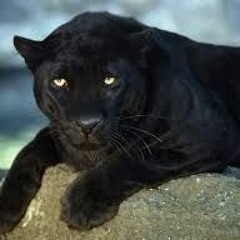 BIG HASS - GET THIS MONEY