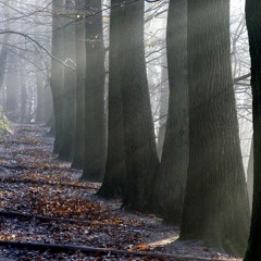 Enlightened Path