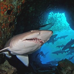 Sharked by Cave