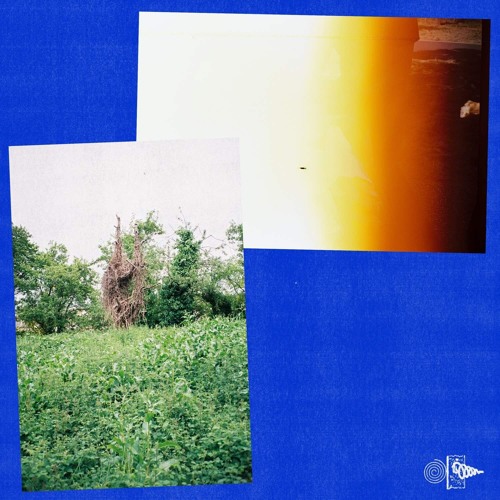 Sunareht - Mole Hunt