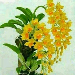 မေနာ - ဗိုလ္ေအာင္ဒင္ (Myanmar New Song 2016).mp3