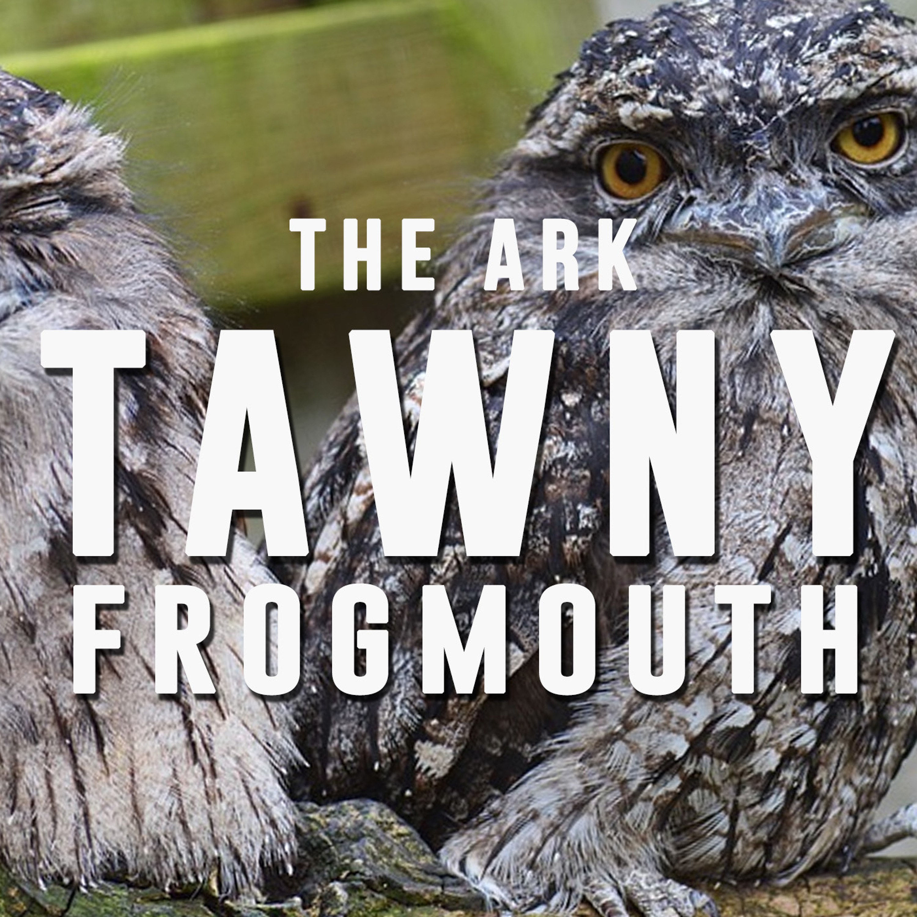 Episode 10 - Tawny Frogmouth