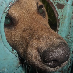 I was born in the swamp, you merely adopted it.