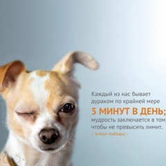 Цитата о мудрости