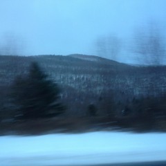 dead grass loose hairs