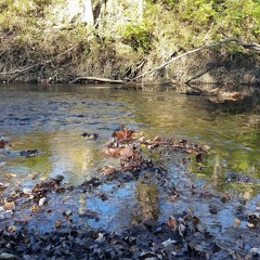 MU411-FL16_SoundMap_NikEngelhart_WalnutWoodsMetroPark_CreekBabbling