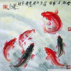 Koi