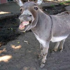 Donkey Song