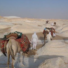 3000 White Camels