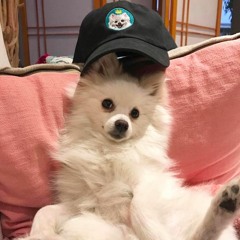 Who let the dogs in?