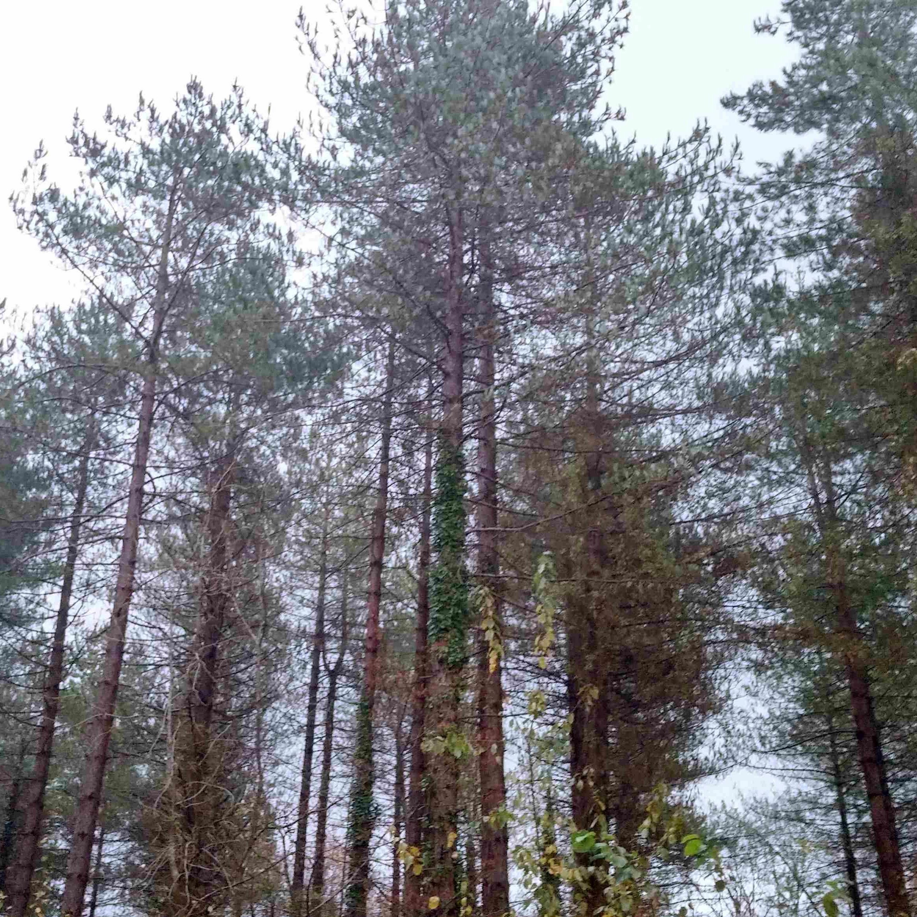 Leigh Woods  21st November 2016 #5