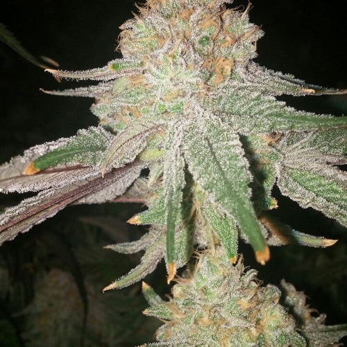 EMILIAN WONK - STONER MIX VOL.1