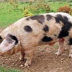 Pig Story