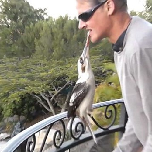 Alle Ham Nen Vogel