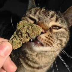 I'm Lit