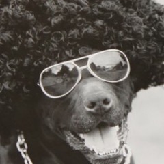 "Was dog a doughnut"(1977) - Sartini's re-pumped only.