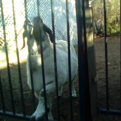 The Gates Everybody talks About