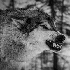 Lobo