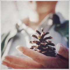 studying a pine cone