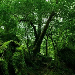 Memory of the Forest