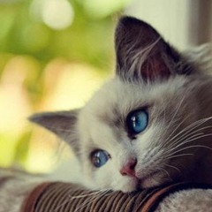 Tiến Thoái Lưỡng Nan-Trịnh Công Sơn