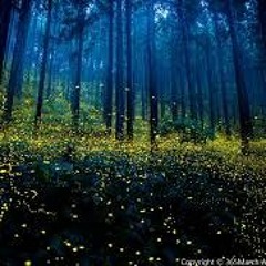 Fireflies. (Rizzy X Bsterthegawd)
