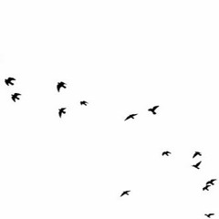 bird$ - instrumental