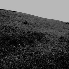 Orchid Fields