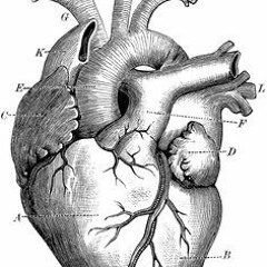 Overstood  W/Sean of 86 Supreme