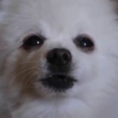 Gabe Channel (Mii Channel)