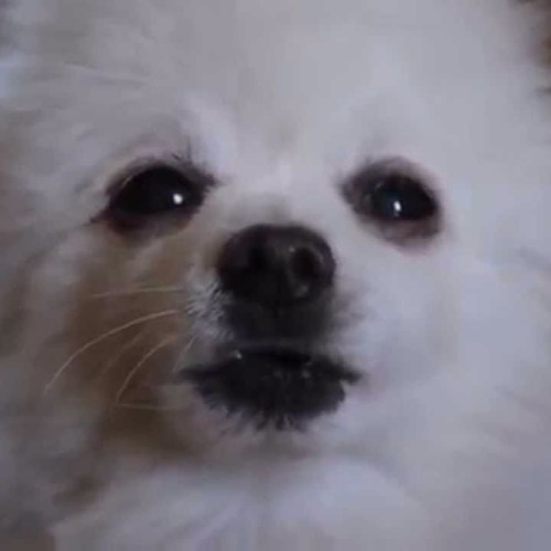 Gabe Channel (Mii Channel)