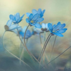 muzammil hasballah  surah ar-rahman الرَّحْمَٰنُ full