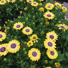 Pacify Her // Melanie Martinez Cover