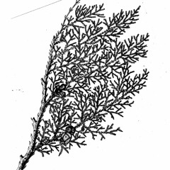 Thuja Orientalis