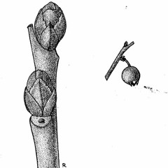 Vaccinium Occidentale