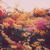 Artwork for I AM A LAKE OF BURNING ORCHIDS - Garden of Light I: The Flowers of Crete