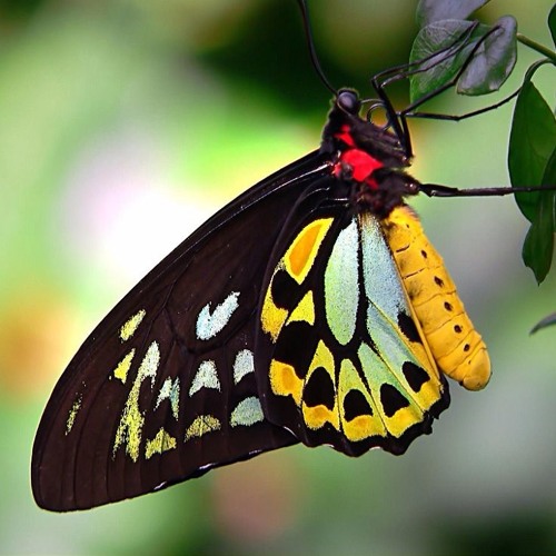 Chrysalis