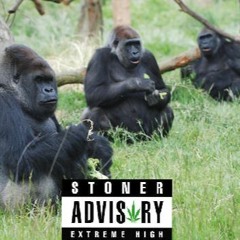 GORILLAS