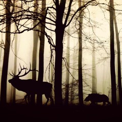 The Wild