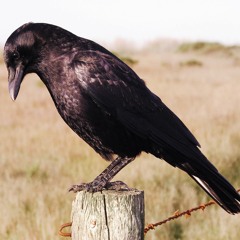 Kingdom of the crow