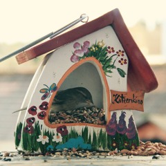 Chris Schmidtsen - Katzenkino