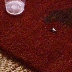 evaga o evaga o agave o agave