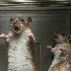 Rusty Rats