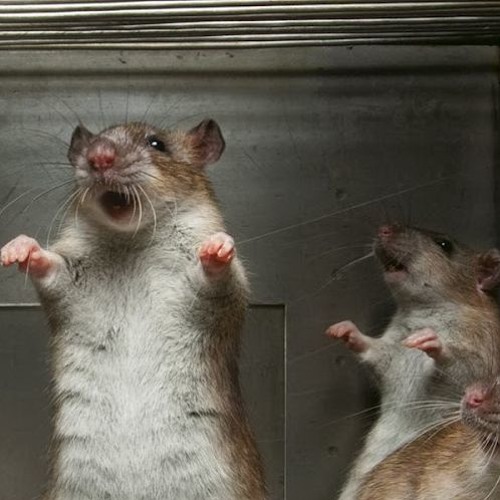 Rusty Rats