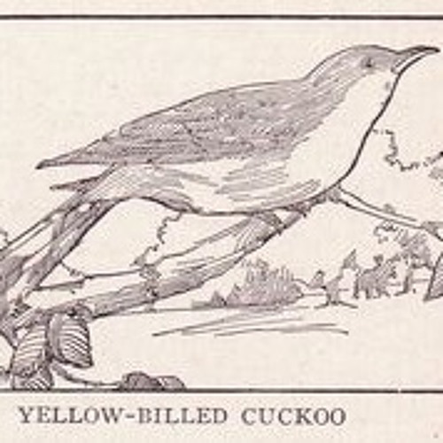 Cuckoo's Nest Set